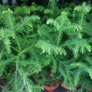 Растение Араукария 10х25 Растение Араукария 10х25