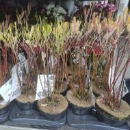 Растение Саликс 17х50 Gracilistyla Mount Aso