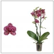 Растение комнатное Фаленопсис (орхидея) 12х60 2 ствола Mimesis Wildcat (Ter Laak Orchids)