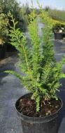 Растение Кипарисовик тупой / Chamaecyparis obtusa Dilatush С5