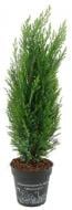 Растение Кипарисовик лавсона / Chamaecyparis lawsoniana Ellwoodii (форм) С15