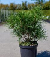 Растение Сосна густоцветковая / Pinus densiflora Kim С10 Ра