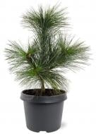 Рослина Сосна шверіна / Pinus schwerinii Wiethorst С5