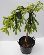 Растение Ель обыкновенная / Picea abies Inversa С30 H160+