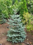 Растение Ель колючая / Picea pungens Glauca Kaibab С100 H180-190