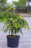 Растение Ель обыкновенная / Picea abies Frohburg H100-120