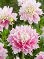 Корнеклубень TUBERBULB Export B.V. георгины декоративной Ивана 1 шт.