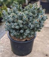 Растение Ель ситхинская / Picea sitchensis Silberzwerd С20 Ра