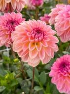 Коренебульба TUBERBULB Export B.V. жоржини кулевидної Еслі 1 шт. Коренебульба TUBERBULB Export B.V. жоржини кулевидної Еслі 1 шт.