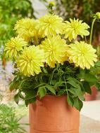 Коренебульба TUBERBULB Export B.V. жоржини декоративної Мелоді Латін 1 шт.