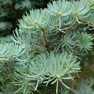 Растение Пихта Конколор Abies concolor (140 - 160 см)