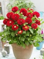 Коренебульба TUBERBULB Export B.V. жоржини декоративної Мелоді Мамбо 1 шт.
