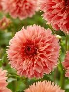 Коренебульба TUBERBULB Export B.V. жоржини фімбріати Оранж Фубукі 1 шт. Коренебульба TUBERBULB Export B.V. жоржини фімбріати Оранж Фубукі 1 шт.