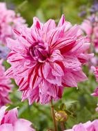 Корнеклубень TUBERBULB Export B.V. георгины декоративной Принс Карнавал 1 шт.