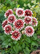 Корнеклубень TUBERBULB Export B.V. георгины декоративной Сидлестолз 1 шт.