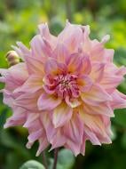 Корнеклубень TUBERBULB Export B.V. георгины динерплейт Стробери Айс 1 шт.