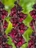 Бульбоцибулина F.Stoop B.V. гладіолуса Бек Сюрпрайз 3 шт. Бульбоцибулина F.Stoop B.V. гладіолуса Бек Сюрпрайз 3 шт.