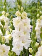 Бульбоцибулина TUBERBULB Export B.V. гладіолуса Іворі Перфекшіон 3 шт. Бульбоцибулина TUBERBULB Export B.V. гладіолуса Іворі Перфекшіон 3 шт.