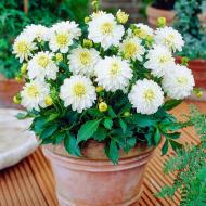Растение Dahlia белая в цветном горшке d15/h25