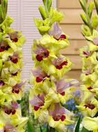 Клубнелуковица TUBERBULB Export B.V. гладиолуса Орекл 3 шт.