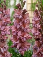 Клубнелуковица TUBERBULB Export B.V. гладиолуса Расти Чеснат 3 шт.