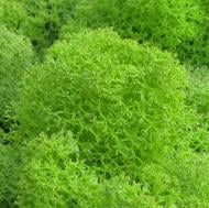 Мох стабилизированный ягель неочищенный весенний 500 г