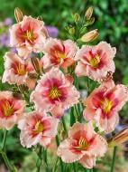 Кореневище Heemskerk Vasteplanten B.V. лілійника Джаніс Браун 1 шт.