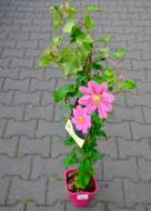Растение Клематис Pink Beauty (K23-S23 h40-60 C5)