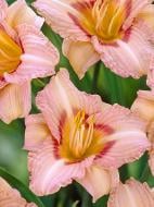 Корневище Heemskerk Vasteplanten B.V. лилейника Лонгфилдс Глори 1 шт. Корневище Heemskerk Vasteplanten B.V. лилейника Лонгфилдс Глори 1 шт.