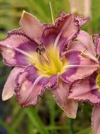 Кореневище Heemskerk Vasteplanten B.V. лілійника Мілдрід Мітчел 1 шт.