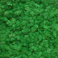 Мох стабилизированный ягель неочищенный травянной светлый 250 г