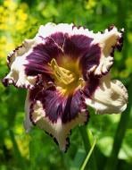 Кореневище Heemskerk Vasteplanten B.V. лілійника Сабіне Баур 1 шт.