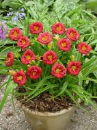 Кореневище Heemskerk Vasteplanten B.V. лілійника Сілоам Грейс Стамайл 1 шт.