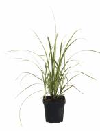 Растение Осока морроу Vanilla Ice (Carex morrowii Vanilla Ice) (С2)