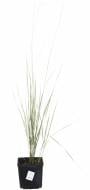 Растение Куничник остроцветковый Overdam (Calamagrostis acu. Overdam) (C3)