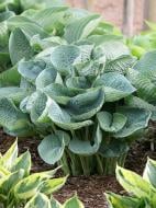 Кореневище Heemskerk Vasteplanten B.V. хости Абіква Дрінкінг Гоуд 1 шт.