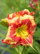 Кореневище Heemskerk Vasteplanten B.V. лілійника Самер Пейнт 1 шт.