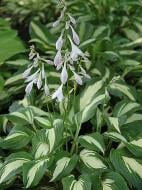 Корневище Heemskerk Vasteplanten B.V. хосты Андулата Юнивитата 1 шт.