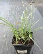 Растение Осокая слабая Blue Zinger (Carex flacca Blue Zinger) (C3)