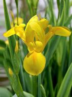 Цибулина TUBERBULB Export B.V. іриса голландського Голден Б'юті 5 шт. Цибулина TUBERBULB Export B.V. іриса голландського Голден Б'юті 5 шт.