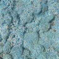 Мох стабилизированный ягель неочищенный ледяной 150 г