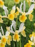 Цибулина TUBERBULB Export B.V. іриса голландського Монтесіто 5 шт. Цибулина TUBERBULB Export B.V. іриса голландського Монтесіто 5 шт.