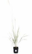Растение Куничник остроцветковый Karl Foerster (Calamagrostis acu. Karl Foerster) (C3)