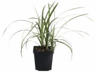 Растение Осока морровая Goldband (Carex morrowii Goldband ) (С2)