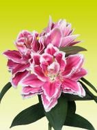 Луковица VWS EXPORT – IMPORT OF FLOWERBULBS B.V. лилии восточной горшечной Аланно 1 шт.