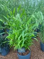 Растение Хасмантиум широколистный (Casmanthium latifolium) (С3)