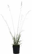 Растение Молиния камышовая Fontane (Molinia arundinacea Fontane) (C3)