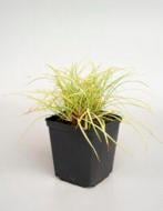 Растение Молиния голубая Heidebraut (Molinia caerulea Heidebraut) (C3)