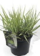 Растение Просо лозообразное Heavy Metal (Panicum virgatum Heavy Metal) (С3)
