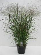 Растение Просо лозовое Скво (Panicum virgatum Squaw) (С5)